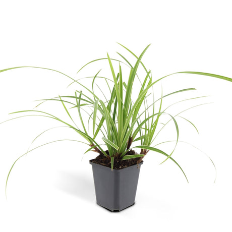 Livraison plante Carex laîche morrowii 'Ice Dance'