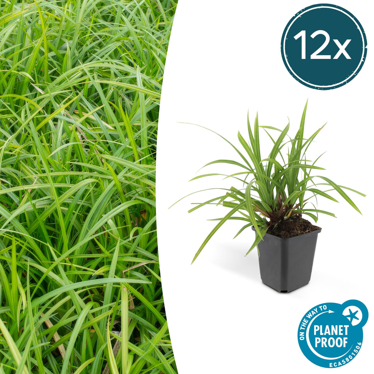 Livraison plante Carex laîche morrowii 'Irish Green'