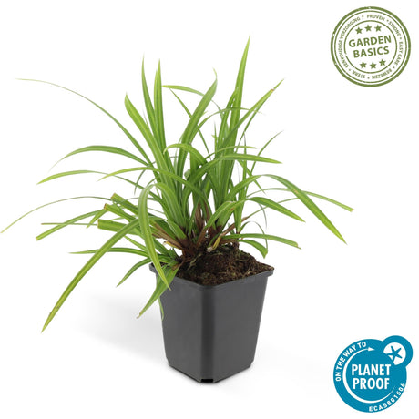 Livraison plante Carex laîche morrowii 'Irish Green'