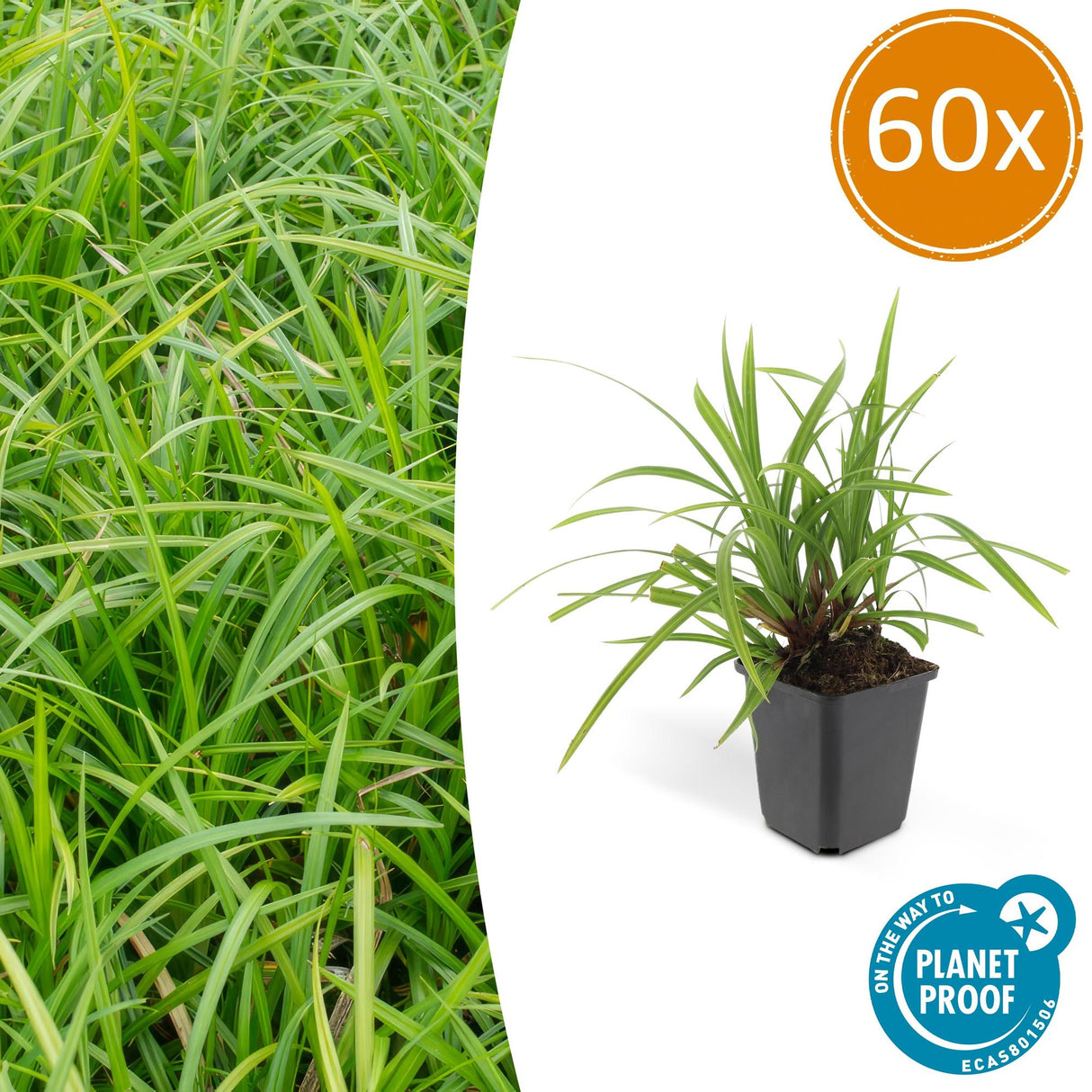 Livraison plante Carex laîche morrowii 'Irish Green'