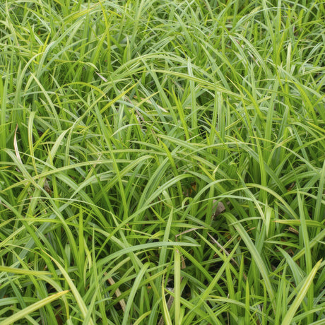 Livraison plante Carex laîche morrowii 'Irish Green'