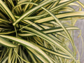 Laîche D'Oshima (Carex oshimensis) 'Evergold'