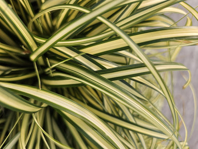 Laîche D'Oshima (Carex oshimensis) 'Evergold'