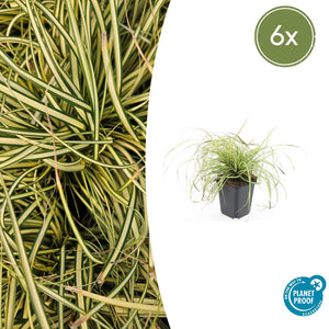 Livraison plante Carex laîche oshim. 'Evergold'