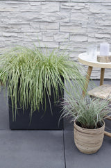 Livraison plante Carex, lot de 5 plantes - h30cm, Ø14cm - plantes d'extérieur