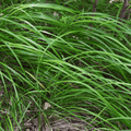 Laîche Du Japon (Carex morrowii) 'Carex Morrowii'