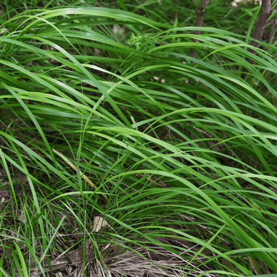 Laîche Du Japon (Carex morrowii) 'Carex Morrowii'