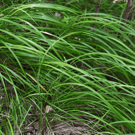 Livraison plante Carex morrowii