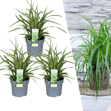 Livraison plante Carex morrowii 'Ice Dance'