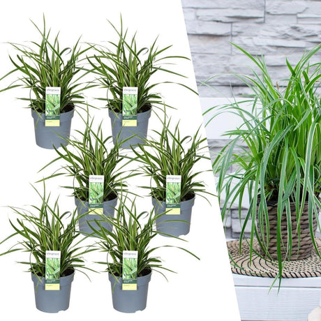 Livraison plante Carex morrowii 'Ice Dance'