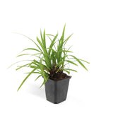 Livraison plante Carex morrowii 'Ice Dance' - Lot de 6