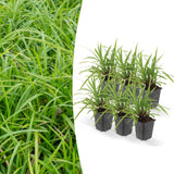 Livraison plante Carex morrowii 'Ice Dance' - Lot de 6