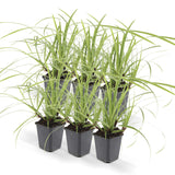 Livraison plante Carex morrowii 'Ice Dance' - Lot de 6