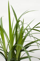 Livraison plante Carex Morrowii 'Irish Green' - ↨40cm - Ø19 - graminées - plante d'extérieur