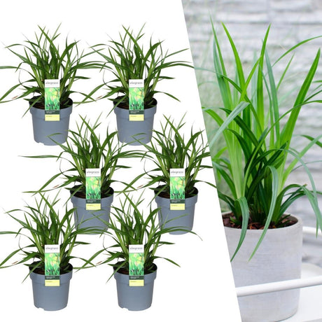 Livraison plante Carex morrowii 'Irish Green'