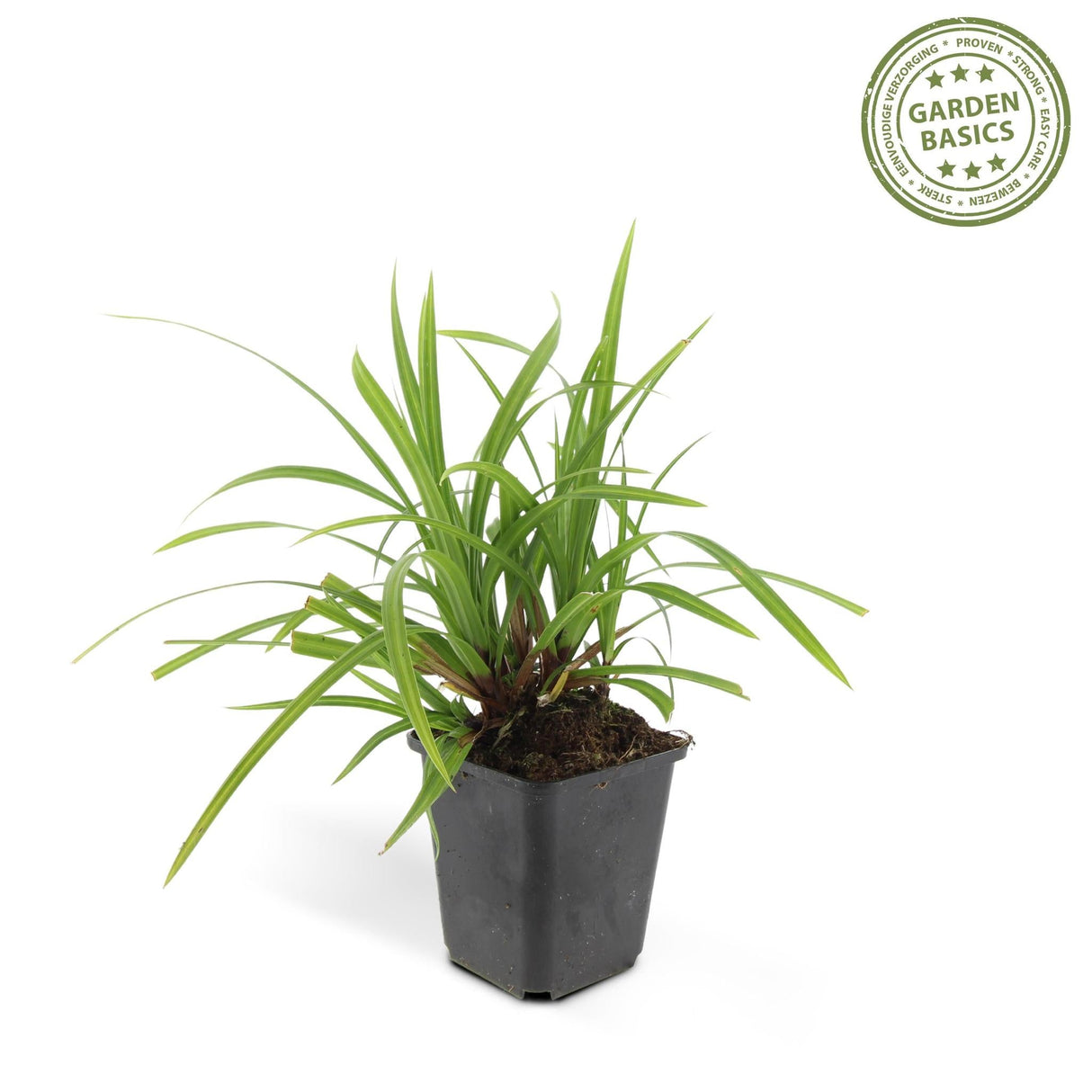 Livraison plante Carex morrowii 'Irish Green' - Lot de 6