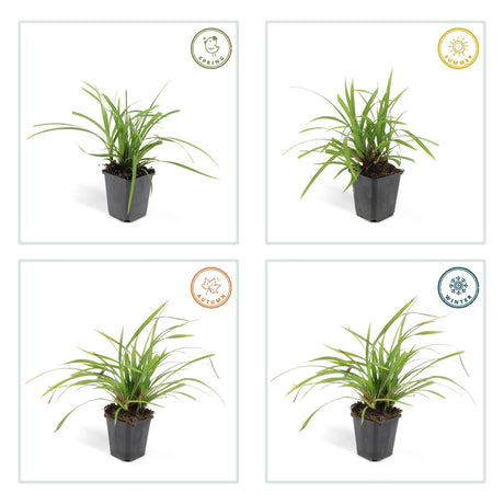 Livraison plante Carex morrowii 'Irish Green' - Lot de 6