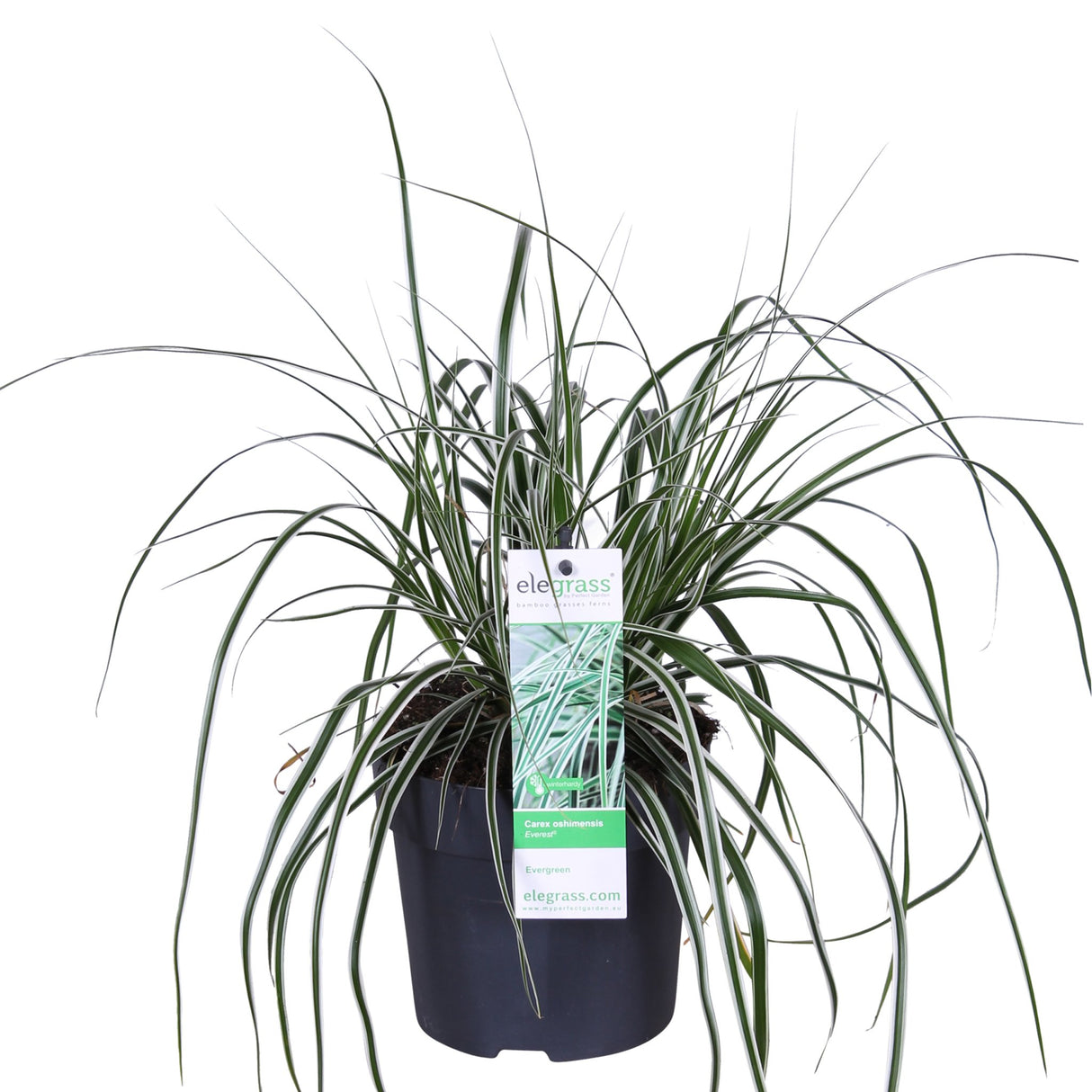 Livraison plante Carex oshimensis 'Everest'