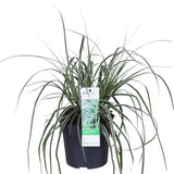 Livraison plante Carex oshimensis 'Everest'