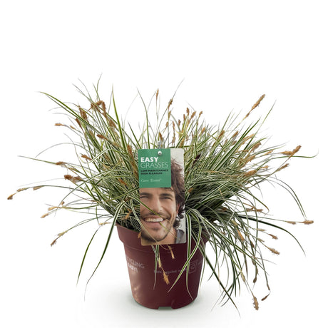 Livraison plante Carex oshimensis Everest – Pot 17 cm – Hauteur 50 cm