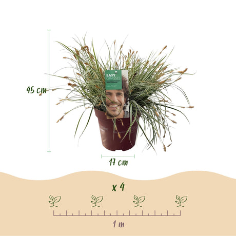 Livraison plante Carex oshimensis Everest – Pot 17 cm – Hauteur 50 cm