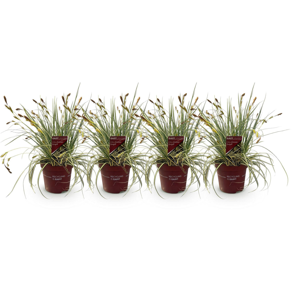 Livraison plante Carex oshimensis Evergold – Lot de 4 – Hauteur 50 cm