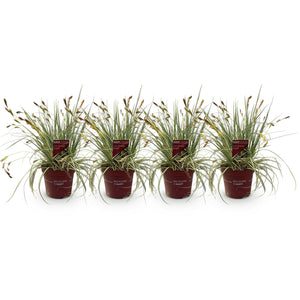 Livraison plante Carex oshimensis Evergold – Lot de 4 – Hauteur 50 cm