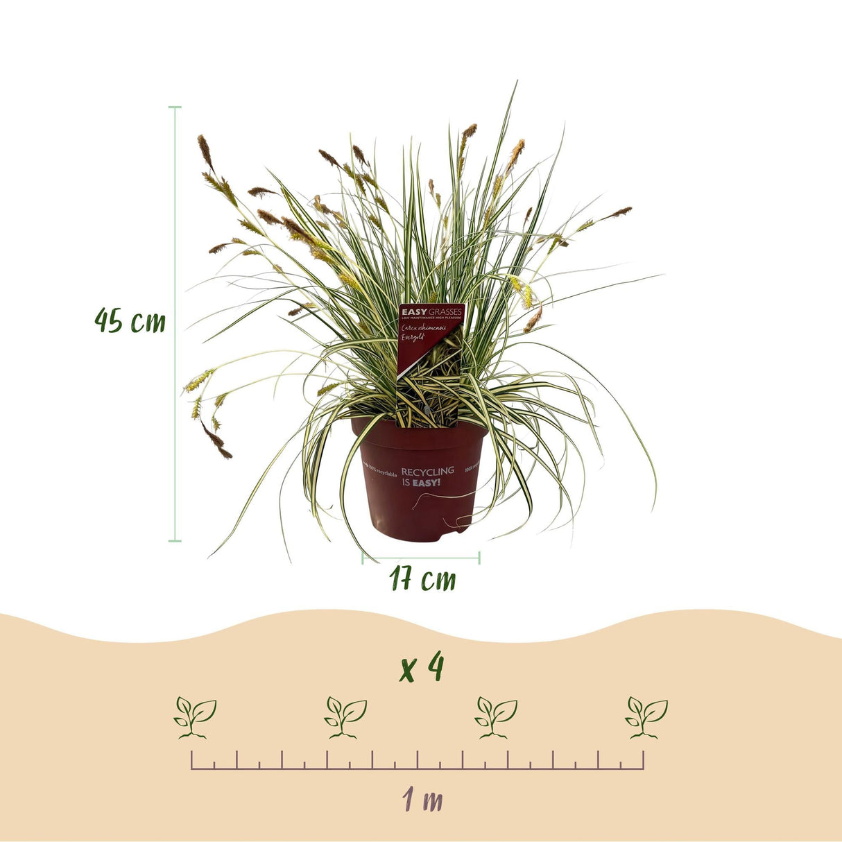 Livraison plante Carex oshimensis Evergold – Pot 17 cm – Hauteur 50 cm