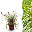 Livraison plante Carex oshimensis Evergold – Pot 17 cm – Hauteur 50 cm