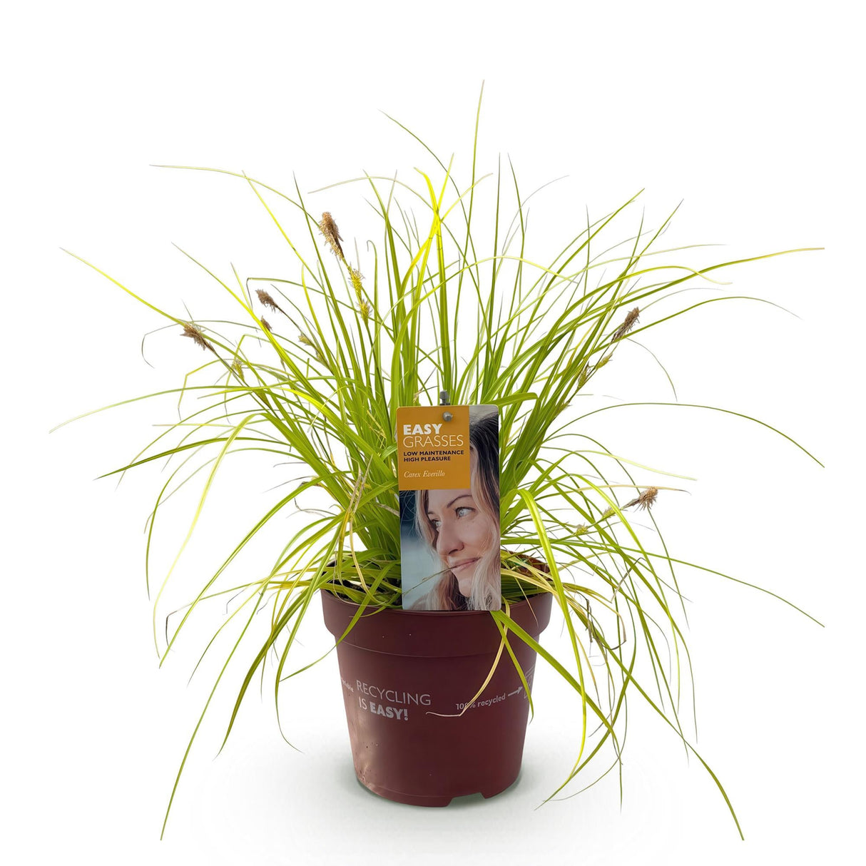 Livraison plante Carex oshimensis Everillo – Pot 17 cm – Hauteur 50 cm
