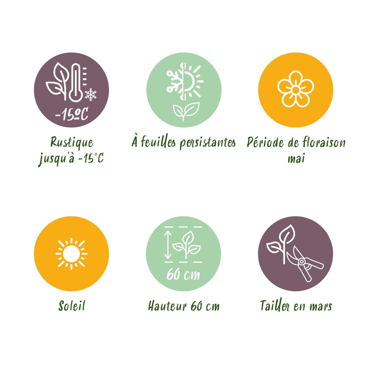 Livraison plante Carex oshimensis Everillo – Pot 17 cm – Hauteur 50 cm