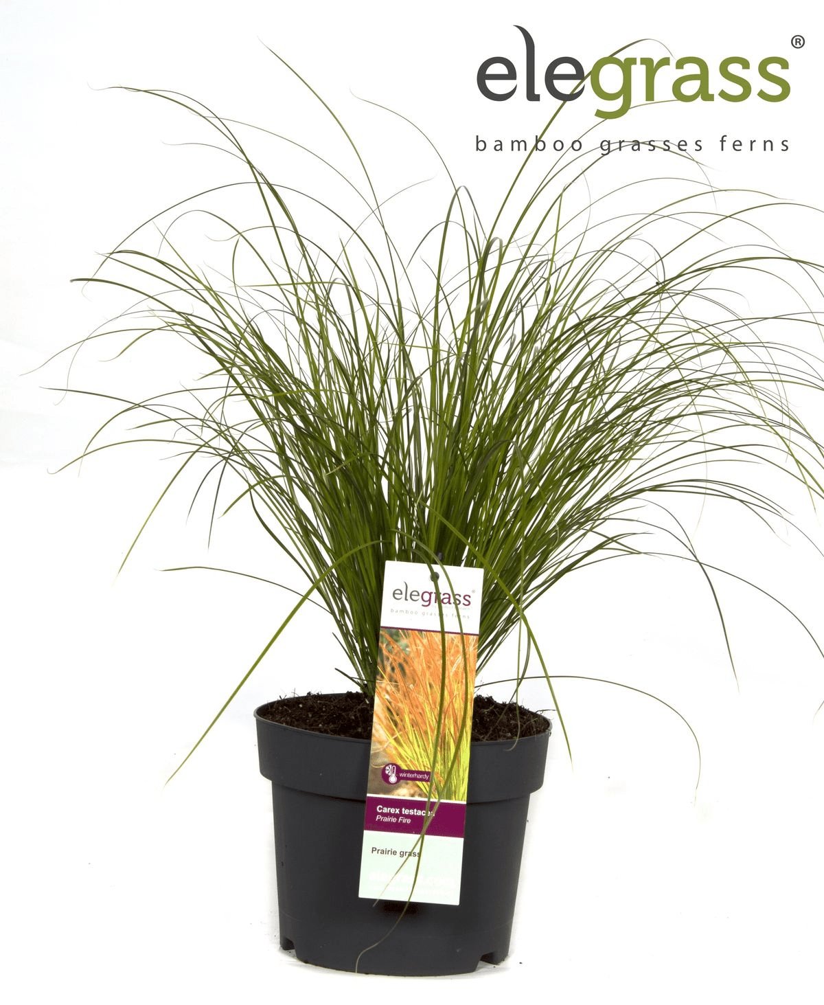 Livraison plante Carex Testacea 'Prairie Fire' - ↨40cm - Ø19 - graminées - plante d'extérieur