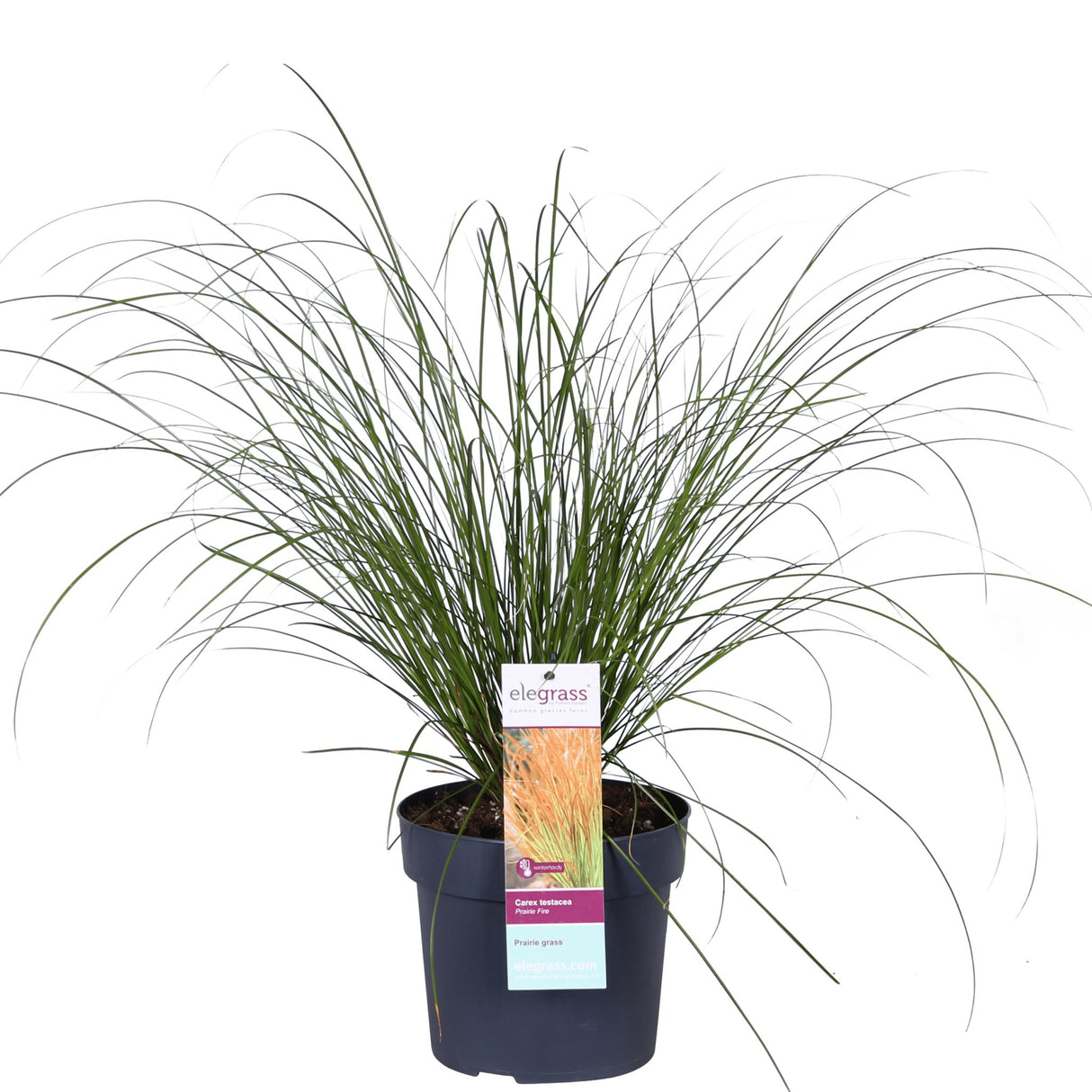 Livraison plante Carex Testacea 'Prairie Fire' - ↨40cm - Ø19 - graminées - plante d'extérieur
