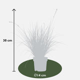 Livraison plante Carex Variegata laîche lot de 3 - ↨30cm - Ø14 - plante vivace extérieur