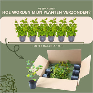 Livraison plante Carpinus Betulus - Lot de 6