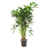 Livraison plante Caryota Mitis - 140 cm - ø24