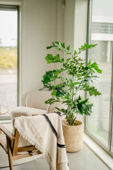 Livraison plante Caryota mitis - grande plante artificielle