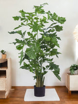 Livraison plante Caryota mitis - grande plante artificielle