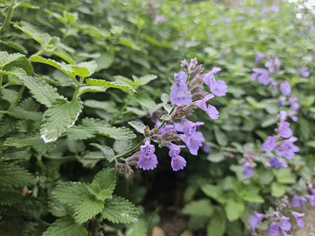 Livraison plante Cataire 'Walker's Low'