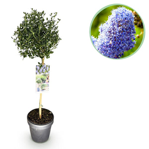 Livraison plante Ceanothus impressus Victoria – Pot 19 cm – Hauteur 90 cm