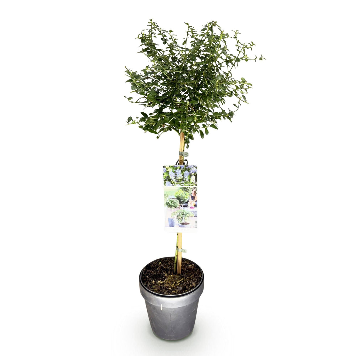 Livraison plante Ceanothus thyrsiflorus Repens – Pot 19 cm – Hauteur 90 cm