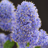 Livraison plante Ceanothus thyrsiflorus Repens – Pot 19 cm – Hauteur 90 cm