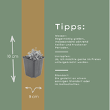 Livraison plante Céraiste tomenteux
