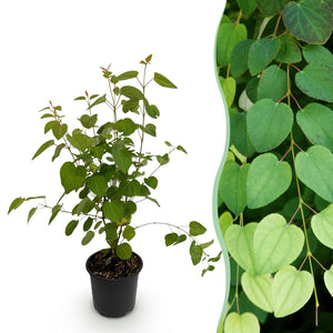 Livraison plante Cercidiphyllum japonicum en pot