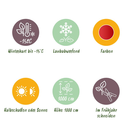 Livraison plante Cercidiphyllum japonicum – Lot de 3 – Pot 12 cm