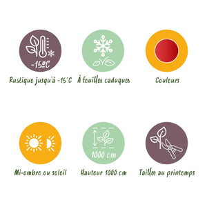 Livraison plante Cercidiphyllum japonicum – Lot de 3 – Pot 12 cm