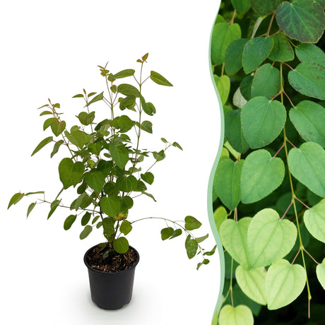 Livraison plante Cercidiphyllum japonicum – Pot 12 cm – Hauteur 35 cm