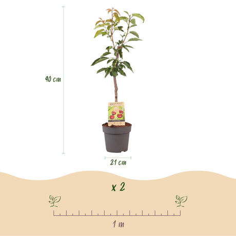 Livraison plante Cerisier Regina – Lot de 1 – Pot 21 cm – Hauteur 90 cm