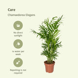 Livraison plante Chamaedorea Elegans - Lot de 2