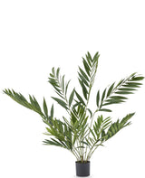 Livraison plante Chamaedorea elegans - Palmier artificiel